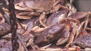 Delayed crab season underway Thursday fishermen hope to cash in on their hard work [upl. by Yee]