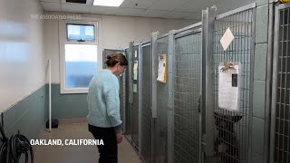 Pet owners could find more rental options under California bill [upl. by Peyton242]