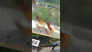 Female Marigold Swordtails looking good 2024 shorts [upl. by Dickey]