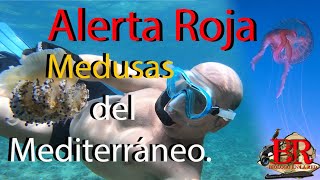 Medusas del Mediterráneo Son realment peligrosas Aprende a diferenciarlas ¿qué hacer si te pican [upl. by Musette]