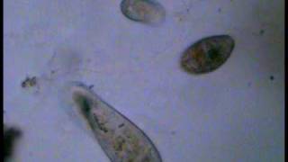 Exocytosis in Paramecium [upl. by Sundberg204]