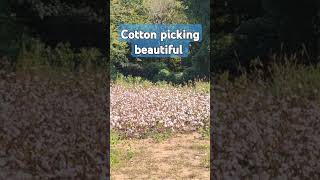 Cotton picking beautiful cotton cottonfields pictureperfect cottonland 100cotton [upl. by Garcon337]