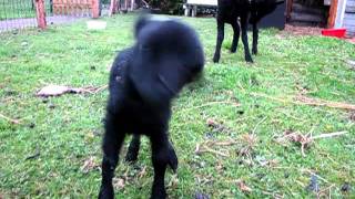 Baby lamb baaing and sneezing [upl. by Roderic593]