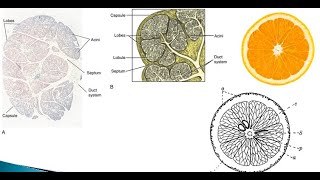 11 Histology of salivary glands types of salivary acini [upl. by Elery]