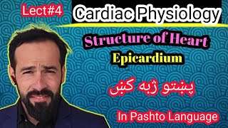 Le4 Physiology of Heart  Structure of heart  Layers of Heart  Structure of Epicardium [upl. by Desiree40]