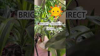 Everything You Need To Know About Dracaena In Under One Minute [upl. by Higley]