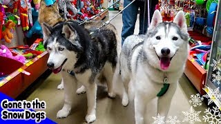 Dogs Go Shopping at PetSmart  Petsmart Haul for Dogs [upl. by Stoneman]