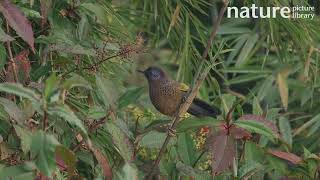 Chestnutcrowned laughingthrush Trochalopteron erythrocephalum feeding on berries India [upl. by Alikam]