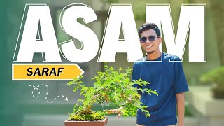 Gak Nyangka Bonsai Asam Saraf Bisa Jadi Sekeren Ini [upl. by Kliber]