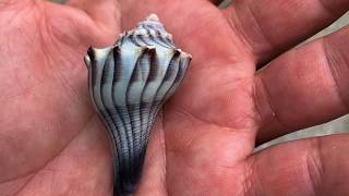 What you might see walking on the beach at Edisto Beach State Park [upl. by Yup]