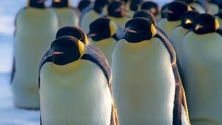 How Does Huddling Help Penguins Stay Warm  BBC Earth [upl. by Eanaj737]