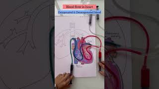 blood flow in heart oxygenated and deoxygenated blood [upl. by Birmingham630]