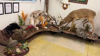 Taxidermy Shop Walkthrough Giant Iowa whitetails Lifesize deer finishedSharptail grouseTools [upl. by Ama]