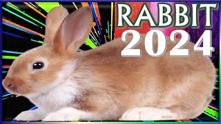 ✪ Rabbit Horoscope 2024 ✦ Born 2023 2011 1999 1987 1975 1963 1951 1939 [upl. by Honniball]