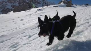 Holidays in Arosa with our Scotties Winter [upl. by Tice]