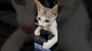 Cat playing with laptop bag [upl. by Georgeta]