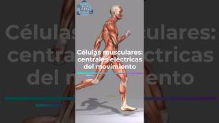 Células musculares centrales eléctricas del movimiento [upl. by Gothart]