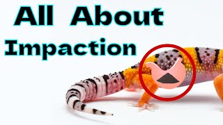 What is Impaction and How to Fix it [upl. by Iknarf]