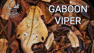 Deadly venomous Gaboon viper in the wild heavy snake with longest fangs in the world [upl. by Vedette]