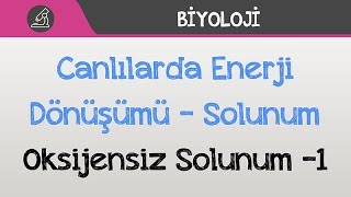 Canlılarda Enerji Dönüşümü  Solunum  Oksijensiz Solunum 1 [upl. by Mcgannon]