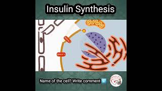 💦 INSULIN SYNTHESIS [upl. by Bagley]