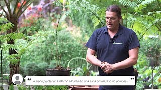 ¿Se puede plantar un Helecho arbóreo en una zona con musgo no sombría  Briconsulta  Jardinatis [upl. by Aseiram]