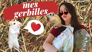 Je vous présente mes gerbilles Comment sen occuper Où adopter ses animaux de compagnie [upl. by Yonina]