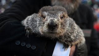 LIVE Groundhog Day 2024 Punxsutawney Phil set to make his prediction from Pennsylvania [upl. by Akeemaj]