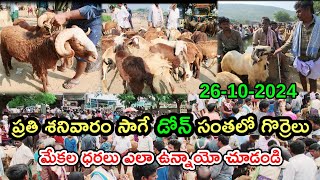 26102024 డోన్ సంతలో గొర్రెలు మేకల రేట్లు  Sheep amp Goat Market in Dhone  dhonemedia [upl. by Llenyaj]