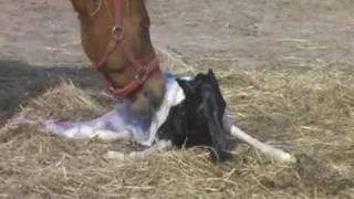 Newborn Pony Foal  Taffys Baby [upl. by Lissy485]