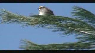 White Throated Sparrow [upl. by Menard]