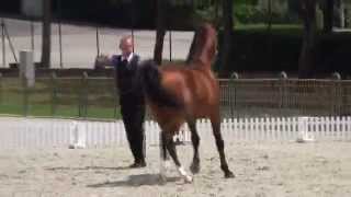 ShagyaArabian stallion Koheilan Tajmir P [upl. by Ennove]