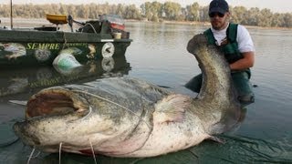 Awesome Monster Catfish  HD by Catfish World [upl. by Maher713]