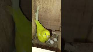 Buggies bird egg laying cockatielsinging birds cockatiel parrot [upl. by Sidonnie]