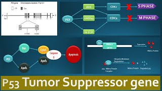 p53 Tumor suppressor and its functions  Role of p53 in various regulatory pathways explained [upl. by Rezal]