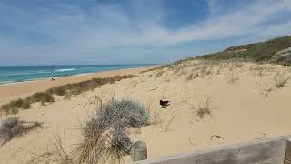 Looking at Loch Sports Surf Beach Victoria Australia [upl. by Wiencke]