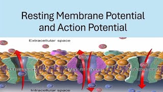 BRS Physiology  Resting membrane potential and Action potential  FCPS Part1 [upl. by Turpin674]