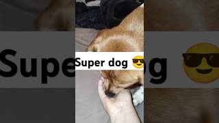 ⭐My Doggy Dude⭐ ☺️😎 dog funny puppy cute cutedog pets doge [upl. by Aramoix29]