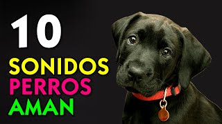 10 Sonidos Perros Aman [upl. by Hallsy742]