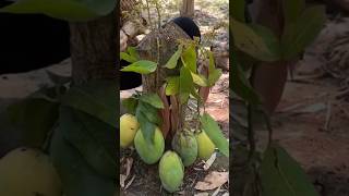 New technique of growing mango plant mangografting mango fruitfarming farming viral shorts [upl. by Inaflahk]