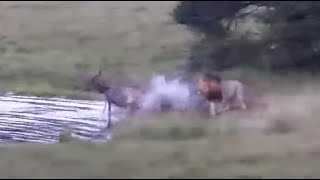 November Males hunt a nyala bull at Tembe Elephant Park  africam  exploreorg [upl. by Jacques]