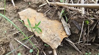 DALTON OR CLOVIS YOU DECIDE  Arrowhead Hunting Missouri [upl. by Buderus]