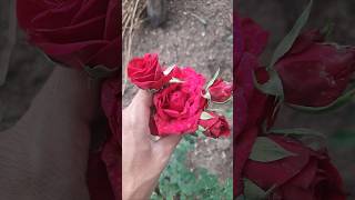 I Love You Bol Dal beautiful rose nature music trending trendingshorts trend reels shorts [upl. by Airetal]