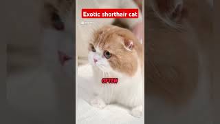 Exotic Shorthair Cat Personality Traits [upl. by Kieryt]