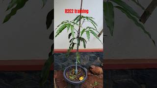 R2e2 mango plant training process grafting mangoplant australia r2e2 gardeningaustralia plants [upl. by Foscalina]