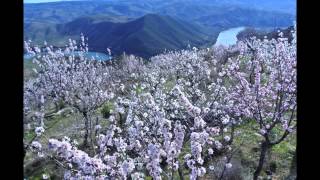 Amendoeiras em Trás os Montes e Alto Douro [upl. by Engud]