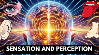 Freshman Psychology Sensation and Perception Questions [upl. by Sair]