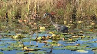 Great Blue Heron Eats Largemouth Bass [upl. by Atiluj]