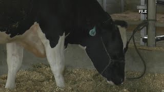 Cows at the Outagamie County Fair Bird Flu [upl. by Moselle]