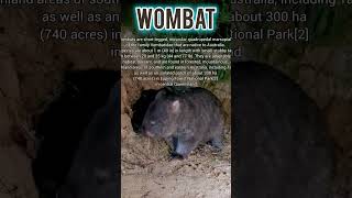 Wombat australia animal animals animalshorts [upl. by Noyes150]